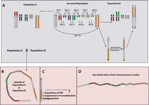 PDF) Lack of sex chromosome specific meiotic silencing in platypus