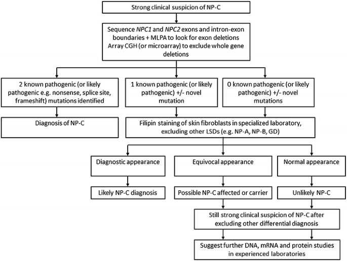 Niemann-Pick Type C Disease - NP-C Genetic Disease - Lysosomal Disease 