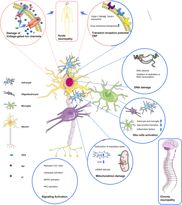 glutathione peripheral neuropathy Oxaliplatin-induced peripheral neuropathy: clinical features, mechanisms,  prevention and treatment | Journal of Neurology