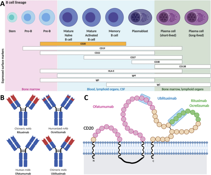 Impact of anti-CD20 monoclonal antibodies on serologic response to