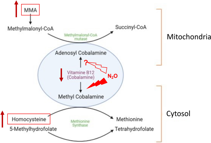 PDF) Clinical, phenotypic and genetic landscape of case reports with  genetically proven inherited disorders of vitamin B12 metabolism: A  meta-analysis