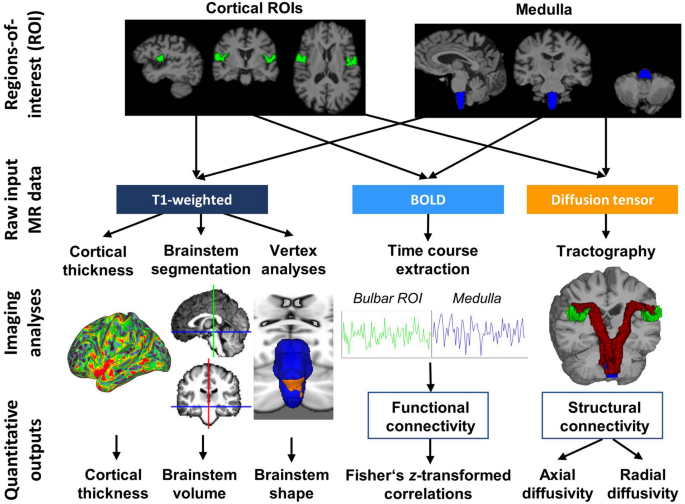 Brainstem–cortex disconnection in amyotrophic lateral sclerosis: bulbar impairment, genotype associations, asymptomatic changes and biomarker opportunities