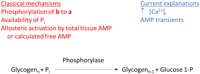 Role of nitration in control of phosphorylase and glycogenolysis in mouse  skeletal muscle