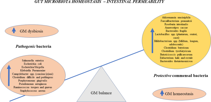 Frontiers  The Role of Carrageenan and Carboxymethylcellulose in the  Development of Intestinal Inflammation