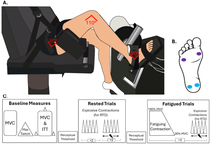 Effects of electrical cutaneous stimulation of the foot sole on voluntary plantarflexion rate of torque development after fatigue in males - European Journal of Applied Physiology