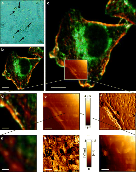 Differential cellular stiffness contributes to tissue elongation on an  expanding surface