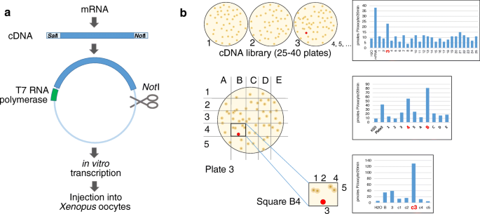 A clone of the game Agar.io used for this research. The player has