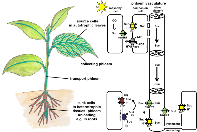 Plant glucose transporter structure and function | Pflügers Archiv -  European Journal of Physiology