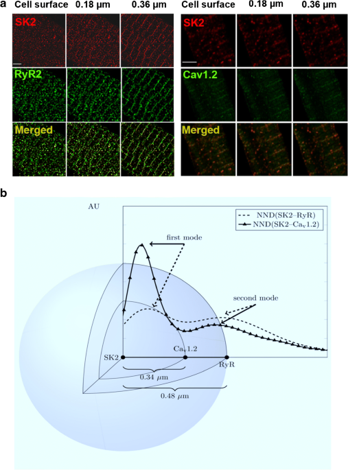 SK channels enhancing excitability are expressed at or near the