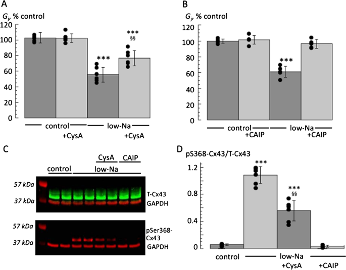 Calcineurin-dependent regulation of gap junction conductance and connexin  phosphorylation in guinea pig left atrium | Pflügers Archiv - European  Journal of Physiology