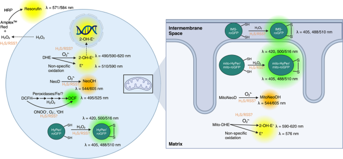 hyperoxia on glutathione ncbi Revisiting reactive oxygen species production in hypoxia | Pflügers Archiv - European Journal of Physiology Soldes Scottsdale's Premiere IV Therapy Size:75ml