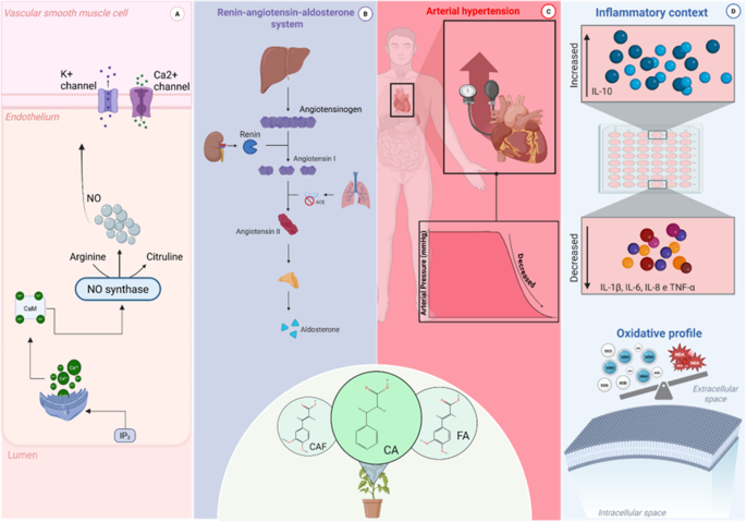 Targeting hypertension through natural phenolics: The multifaceted role of cinnamic acid and its derivatives | Pflügers Archiv - European Journal of Physiology