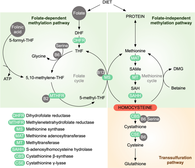 glutathione peroxidase helps the body convert what to water Glutathione Participation in the Prevention of Cardiovascular Diseases