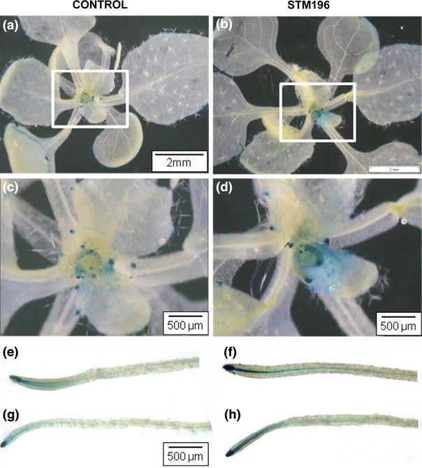 The auxin-signaling pathway is required for the lateral root response of  Arabidopsis to the rhizobacterium Phyllobacterium brassicacearum