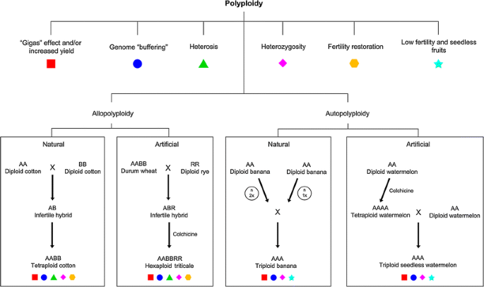 The polyploidy and its key role in plant breeding | Planta | Springer  Nature Link
