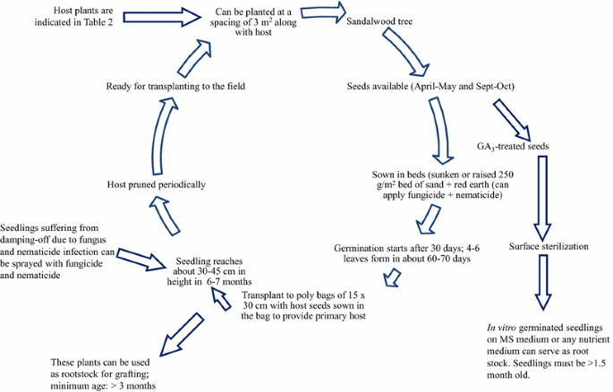 PDF) Incidence of sandal spike symptoms in a one-year-old plantation in  Karnataka