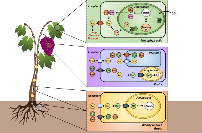 A molecular perspective on starch metabolism in woody tissues | Planta |  Springer Nature Link