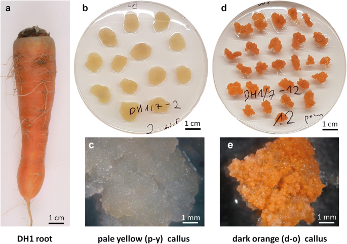 Unique chromoplast organisation and carotenoid gene expression in  carotenoid-rich carrot callus | Planta