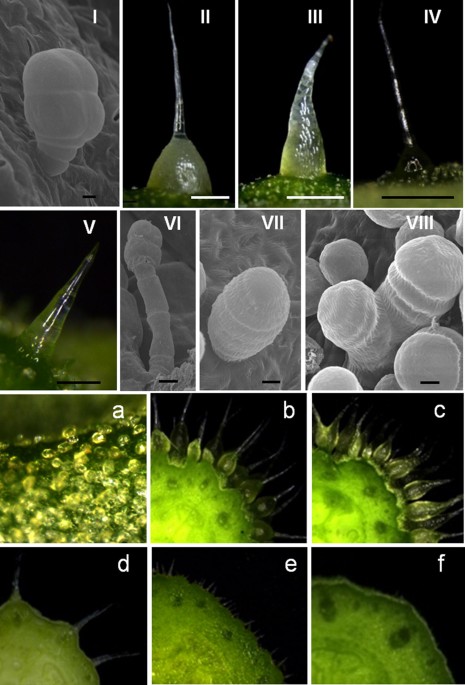 Classification of fruit trichomes in cucumber and effects of plant