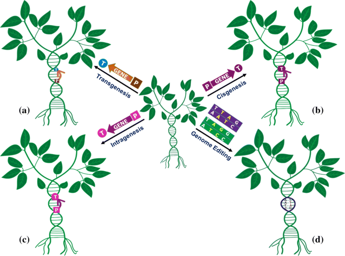 Genetically modified crops: current status and future prospects | Planta |  Springer Nature Link