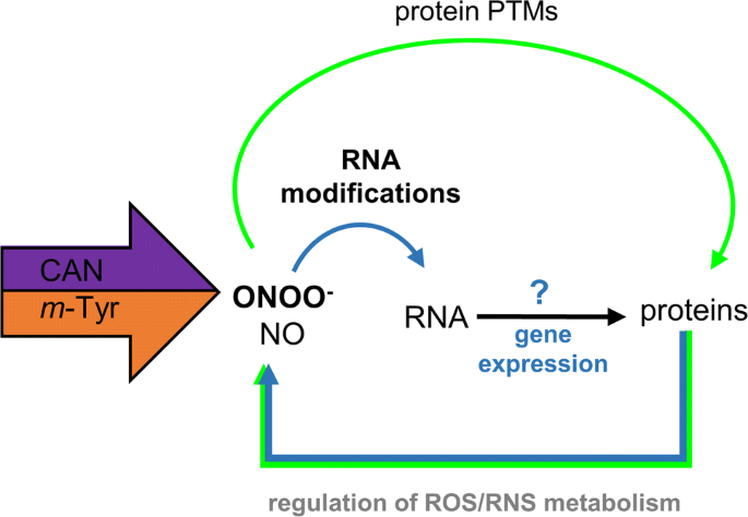 Peroxynitrite induced signaling pathways in plant response to  non-proteinogenic amino acids
