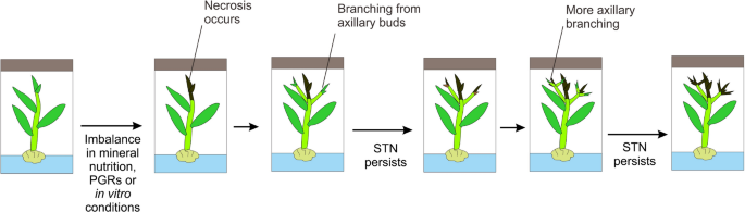 Shoot tip necrosis of in vitro plant cultures: a reappraisal of possible  causes and solutions | Planta | Springer Nature Link