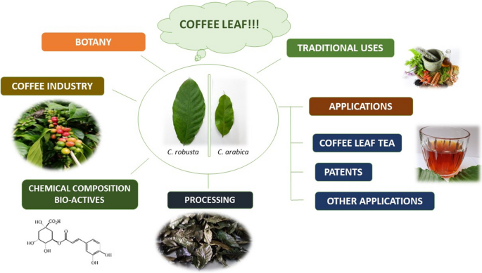Valorization of coffee leaves as a potential agri-food resource: bio-active  compounds, applications and future prospective | Planta