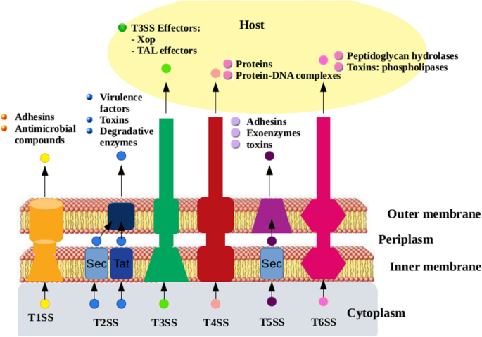 mutant glutathione s-transferase tomato xanthomonas Frontiers Ubiquitination and degradation of plant