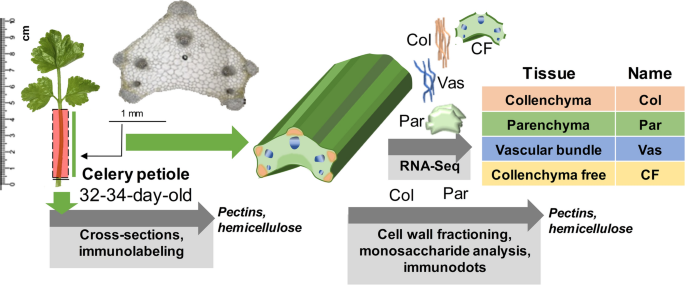 Transcriptome profiling of celery petiole tissues reveals peculiarities of  the collenchyma cell wall formation | Planta