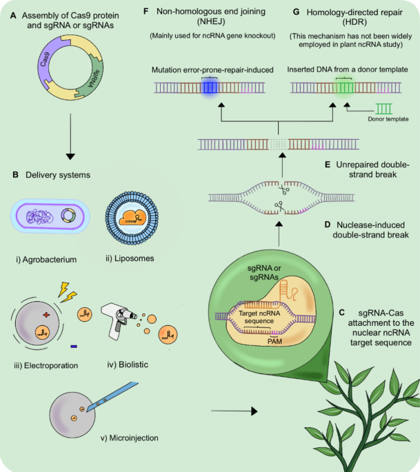 The applications of CRISPR/Cas-mediated microRNA and lncRNA editing in plant  biology: shaping the future of plant non-coding RNA research | Planta |  Springer Nature Link