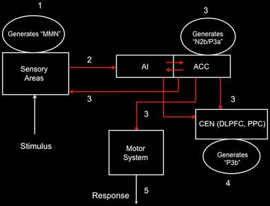 File:Enhanced functional connectivity of insula in high elo action