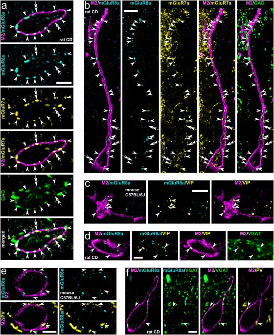 Synaptic organisation and behaviour-dependent activity of  mGluR8a-innervated GABAergic trilaminar cells projecting from the  hippocampus to the subiculum