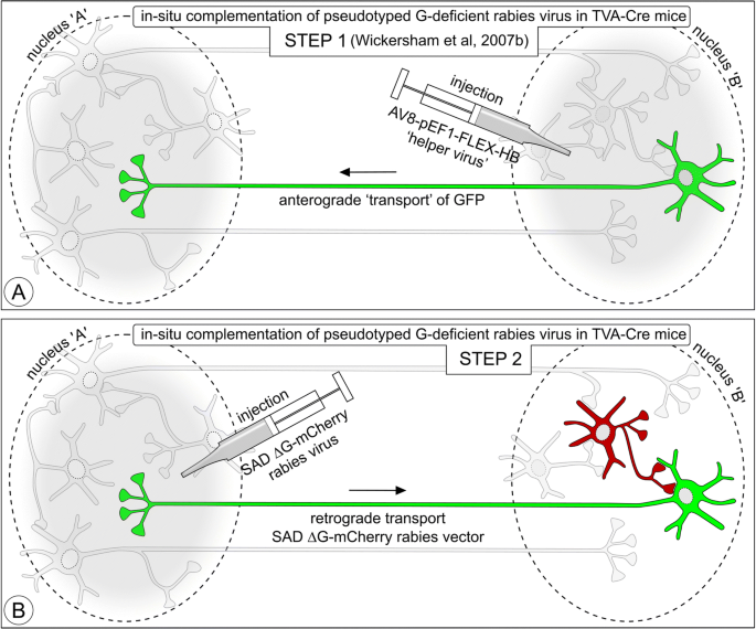 PATCHED] Detect Synapse X on injection with this one simple trick