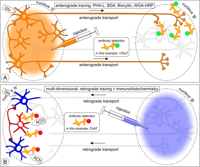 https://media.springernature.com/m685/springer-static/image/art%3A10.1007%2Fs00429-020-02041-6/MediaObjects/429_2020_2041_Fig5_HTML.png