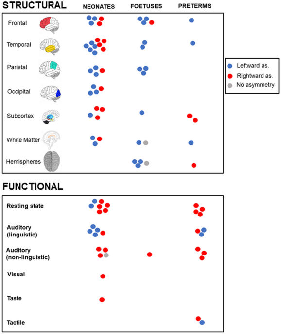 Large-scale analysis of structural brain asymmetries in schizophrenia via  the ENIGMA consortium