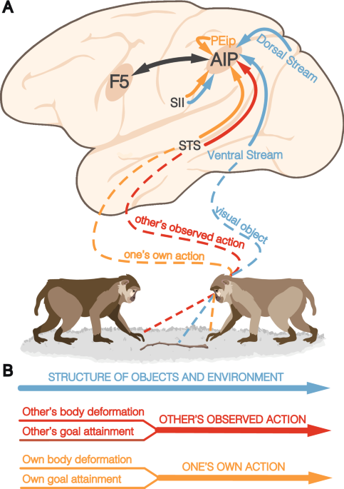 PDF) Decomposing Tool-Action Observation: A Stereo-EEG Study