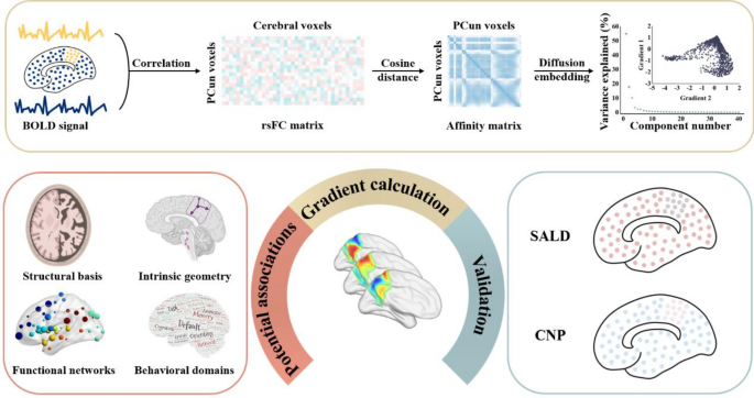 A multifaceted gradient in human cerebellum of structural and functional  development