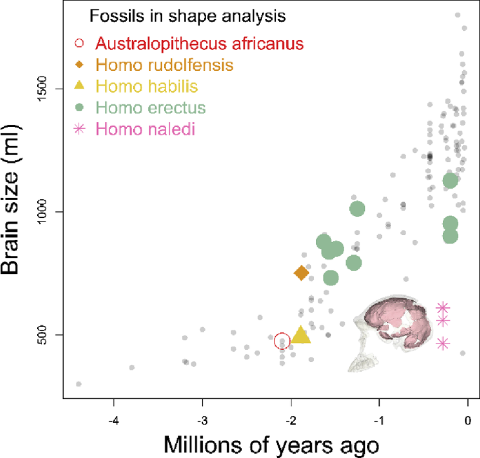 Studies: Neandertal Newborns Matched Modern Human Size but Had Thicker Bones and Faster Growth