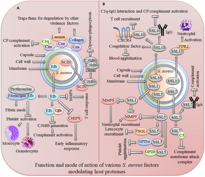 Staphylococcus aureus host interactions and adaptation