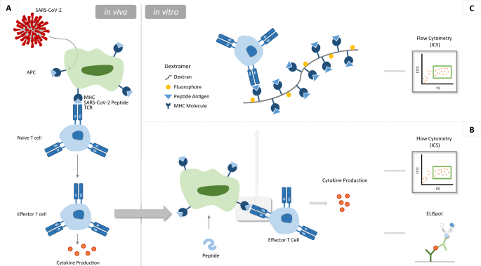 Single-dose therapeutic interfering particle lowers SARS-CoV-2 pathogenesis  and shedding among hamsters