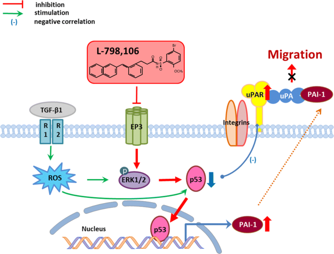 Prostaglandin E2 receptor 3 (EP3) signaling promotes migration of cervical  cancer via urokinase-type plasminogen activator receptor (uPAR) | Journal  of Cancer Research and Clinical Oncology