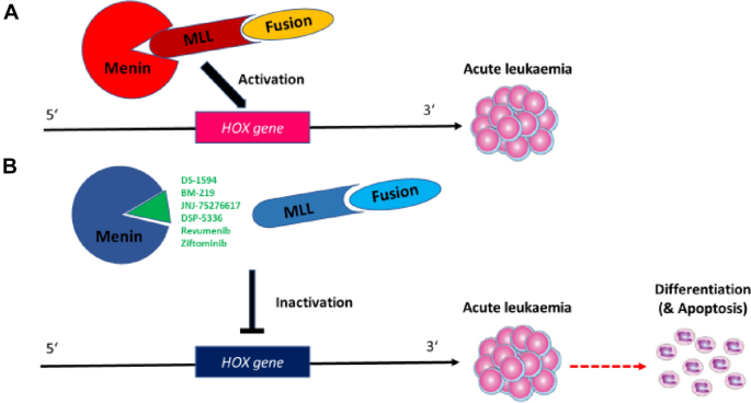 Recent Progress of Small Molecule Menin–MLL Interaction Inhibitors as  Therapeutic Agents for Acute Leukemia