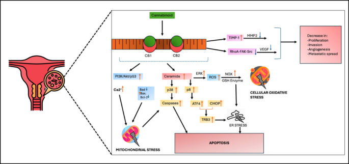 glutathione amd cbd for cancer Unlocking the potential: Cannabidiol (CBD) as a promising anti-tumor agent The Therapeutic Crossroad Between Mitochondria