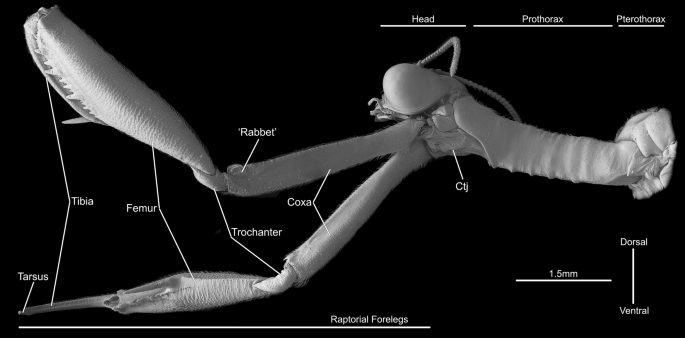 Functional morphology of the raptorial forelegs in Mantispa styriaca  (Insecta: Neuroptera) | Zoomorphology