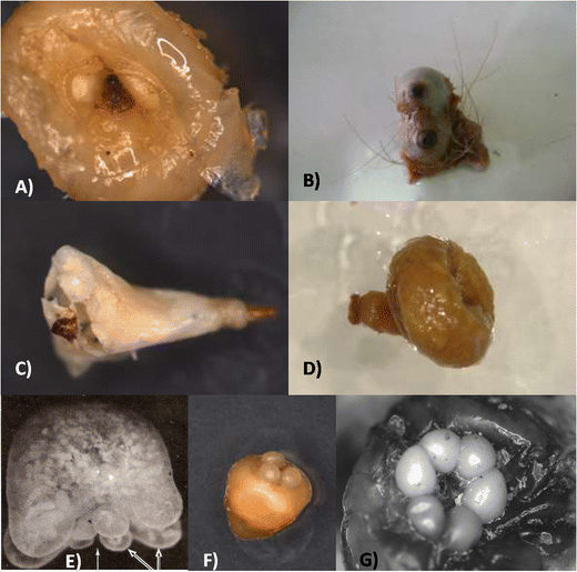 Neosomes of tungid fleas on wild and domestic animals