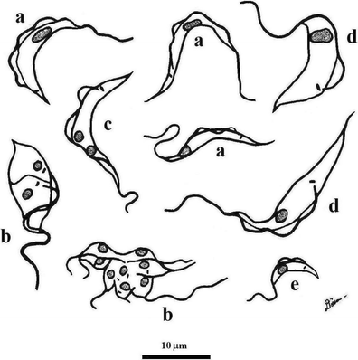 On opportunist infections by Trypanosoma lewisi in humans and its  differential diagnosis from T. cruzi and T. rangeli | Parasitology Research