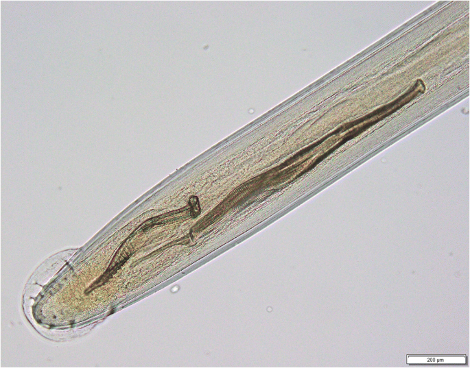 Stenochironomus roquei n. sp., pupa. A, frontal apotome, B