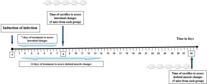 Immunomodulatory and anti-inflammatory effects of fluvoxamine during the  intestinal phase of Trichinella spiralis infection in mice | Parasitology  Research | Springer Nature Link
