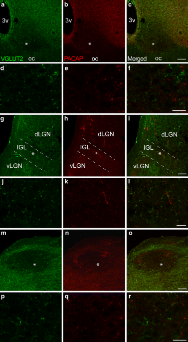 Vesicular glutamate transporter 2 (VGLUT2) is co-stored with PACAP in  projections from the rat melanopsin-containing retinal ganglion cells