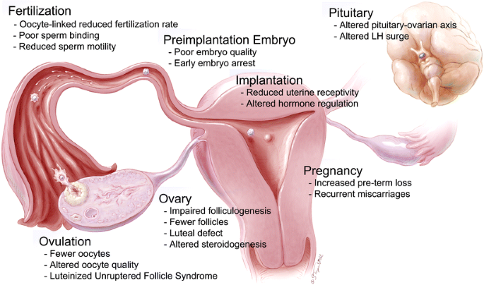 l carnitine endometriosis Cellular and molecular basis for endometriosis-associated infertility | Cell and Tissue Research 4 Benefits of L-Carnitine for